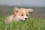 CORGI PEMBROKE 1222